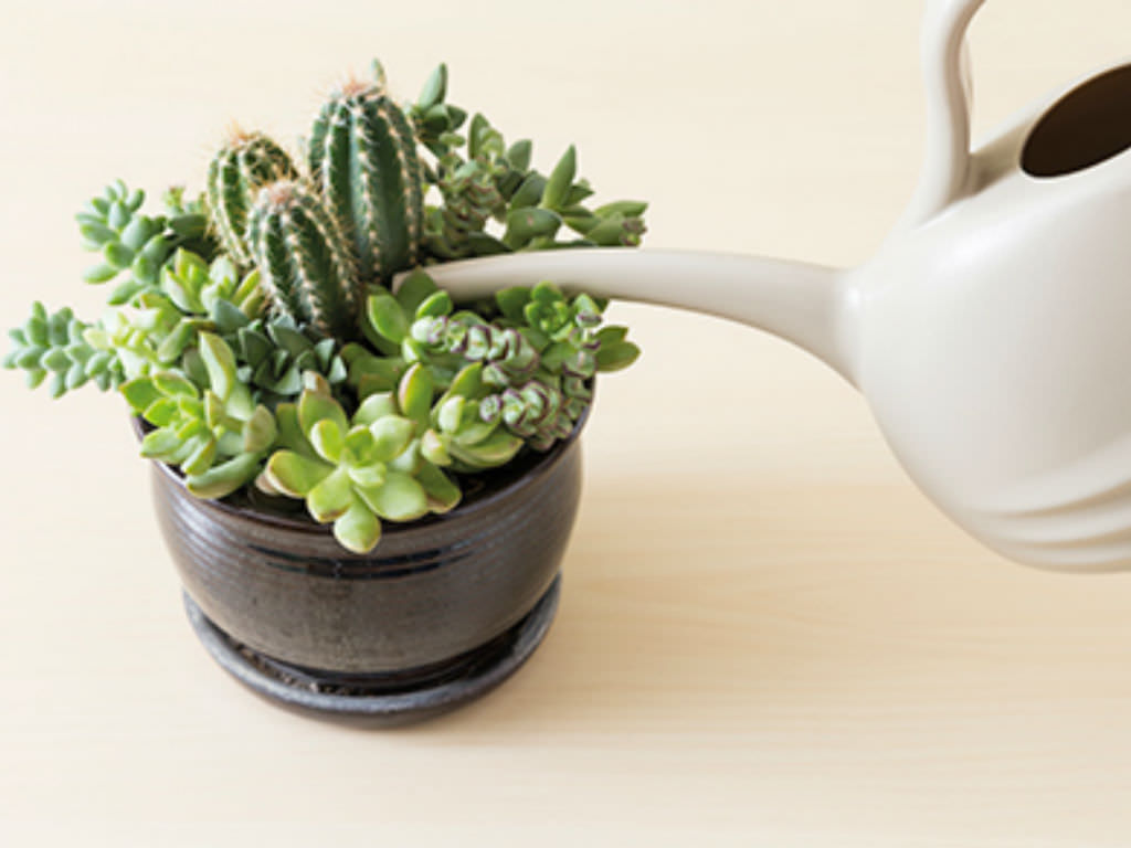 How to Water Succulent Plants