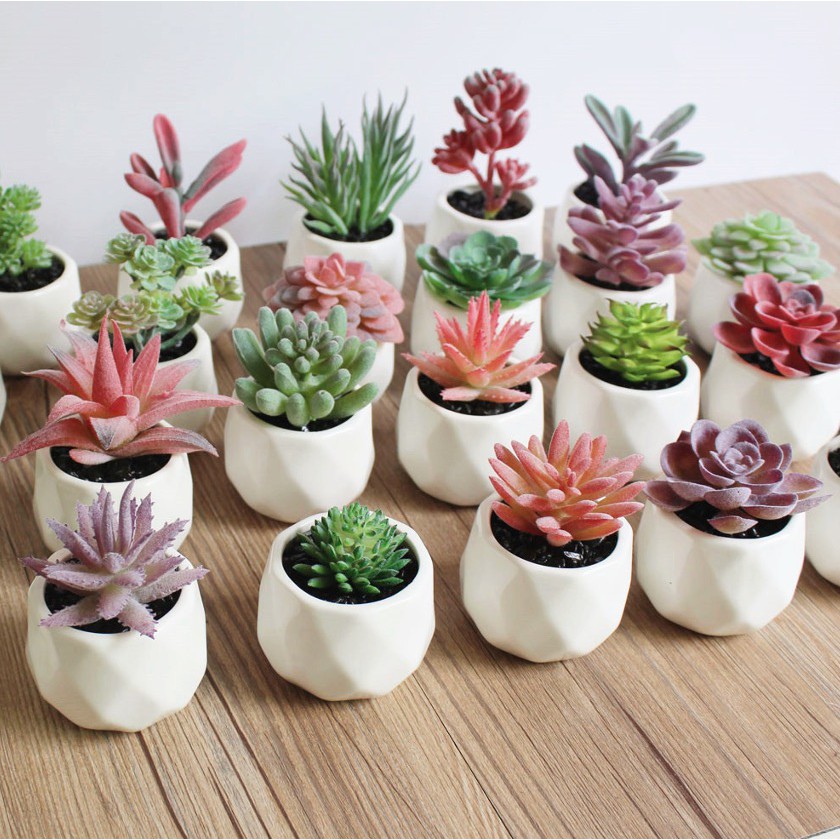 Succulents