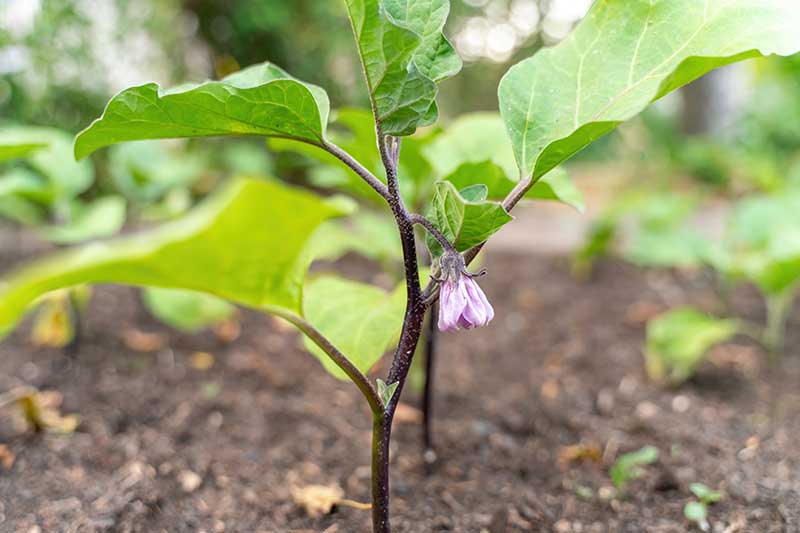 How Far Apart to Space Eggplant?