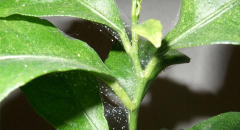 Spider Mites