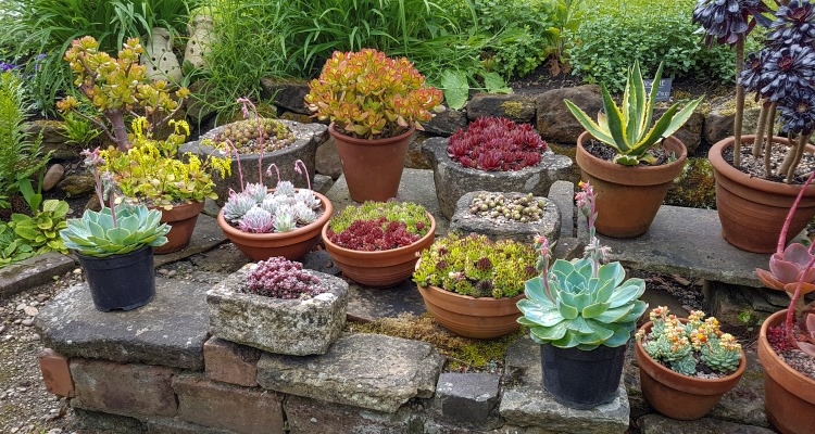 Succulents 