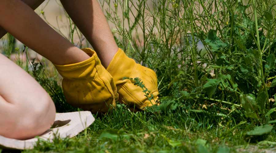 Why Do Weeds Grow Faster than Grass?