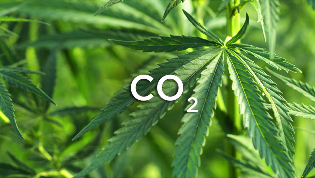 Dangers of Too Much CO2 In A Grow Room