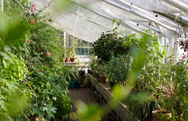 Greenhouse