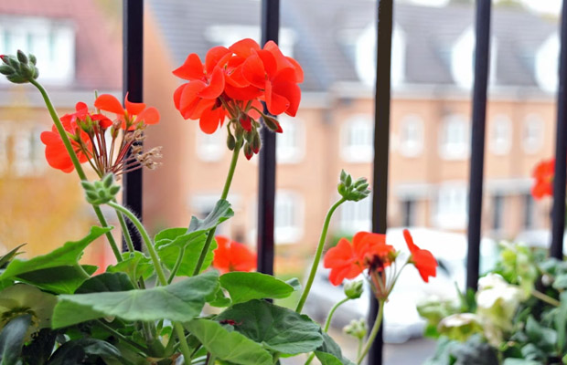 geraniums