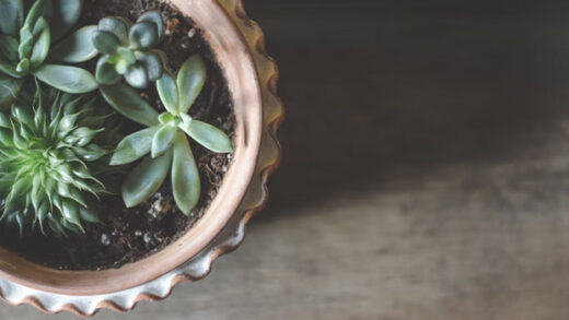 Succulents Pot