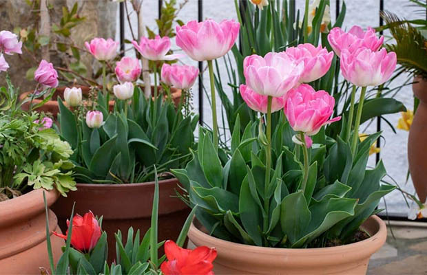 Tulip Bulbs