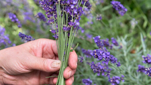 Dry Lavendar