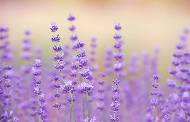 Lavender