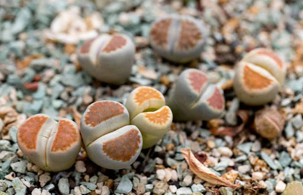 Living Stone Succulent