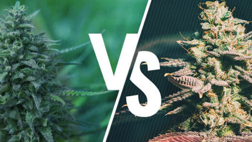 Autoflower Vs Feminized