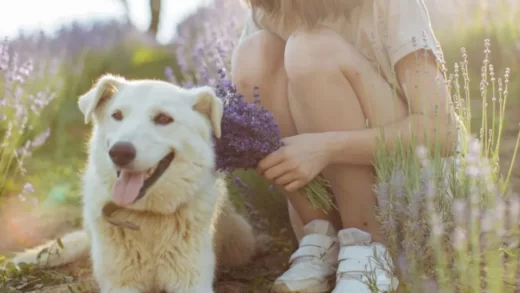 Is Lavender Bad for Dogs